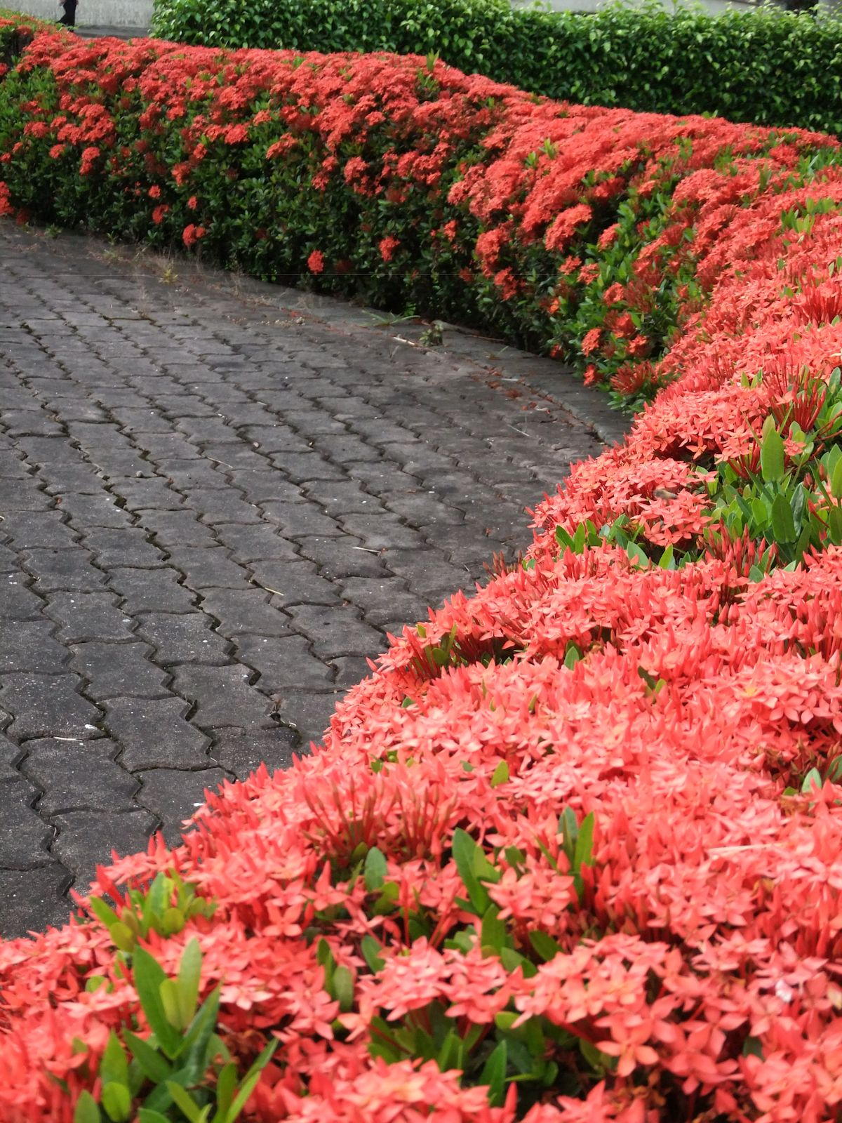 Momentum » Blog | Hibisco e ixora: flores-curinga do jardim