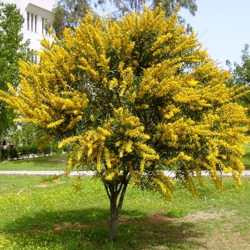 Momentum » Blog | Acácia-dourada: a bela árvore de mil e uma utilidades