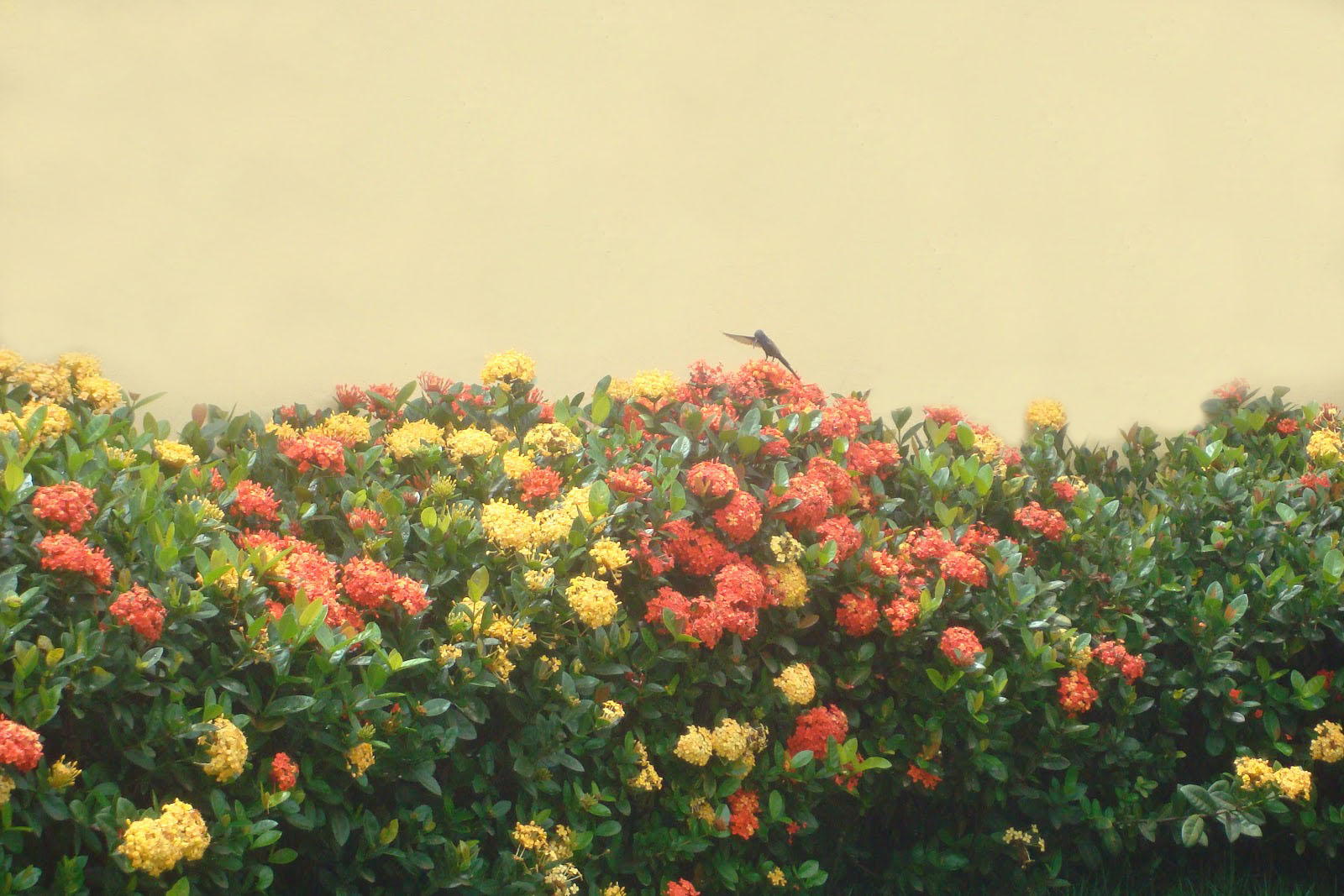 Momentum » Blog | Hibisco e ixora: flores-curinga do jardim