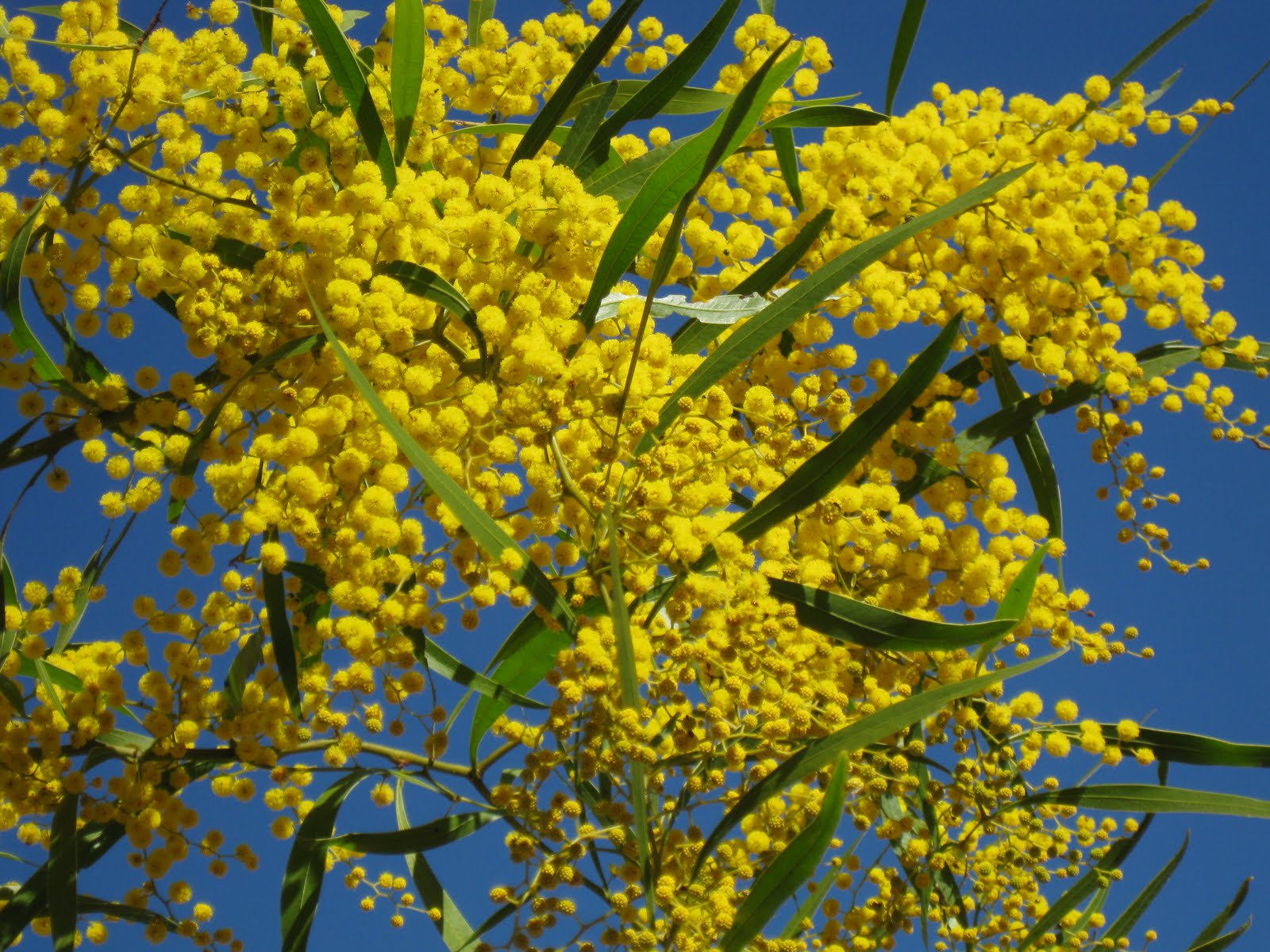 Momentum » Blog | Acácia-dourada: a bela árvore de mil e uma utilidades