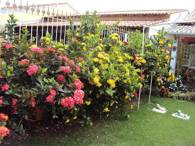 Momentum » Blog | Hibisco e ixora: flores-curinga do jardim