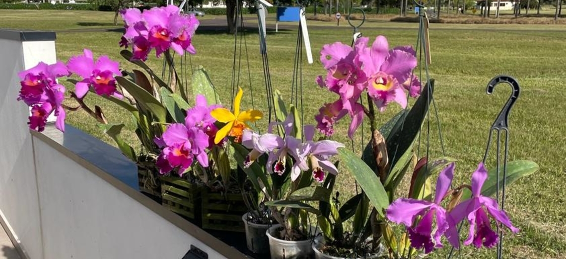 Proprietário no Santa V se dedica ao cultivo de orquídeas