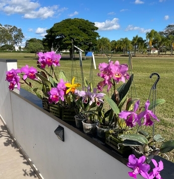 Proprietário no Santa V se dedica ao cultivo de orquídeas