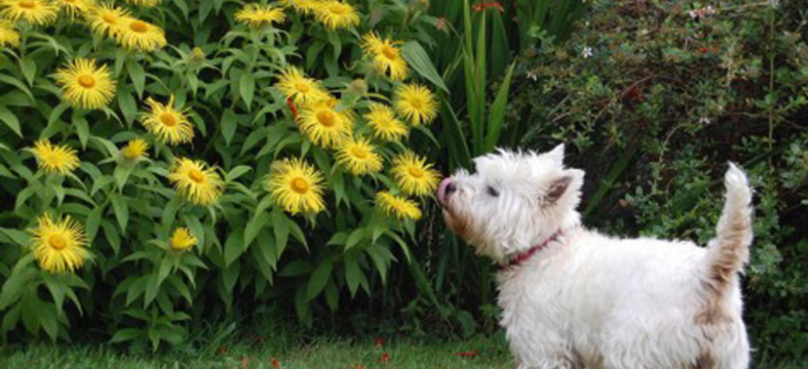 Jardim para pets: Saúde e bem-estar para o seu bichinho de estimação