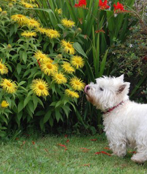 Jardim para pets: Saúde e bem-estar para o seu bichinho de estimação