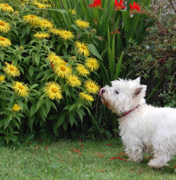 Jardim para pets: Saúde e bem-estar para o seu bichinho de estimação