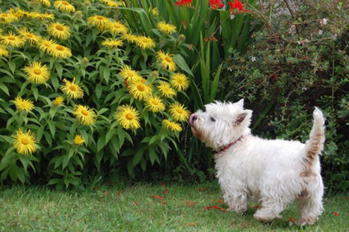 Jardim para pets: Saúde e bem-estar para o seu bichinho de estimação