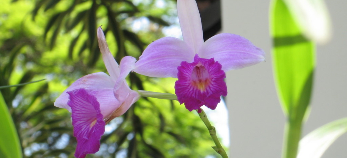 Primavera traz esplendor das flores das orquídeas