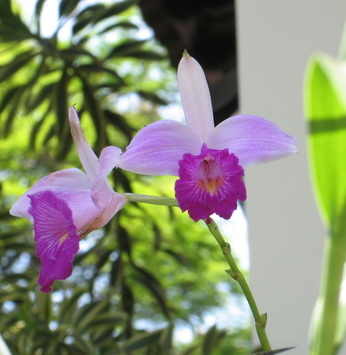 Primavera traz esplendor das flores das orquídeas