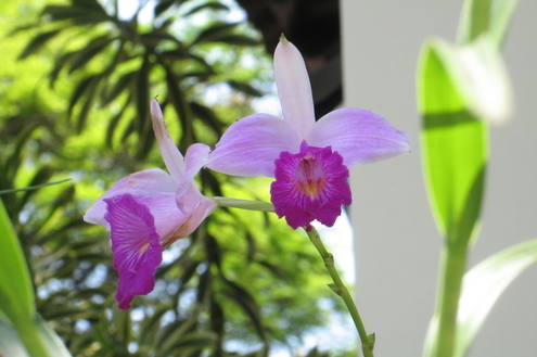 Primavera traz esplendor das flores das orquídeas