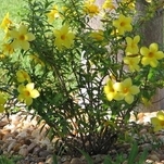Alamanda Amarela
