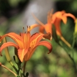Lírio Laranja