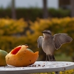 Sabiá-do-campo, ave famosa por seu repertório de cantos, que inclui imitações de outras espécies.