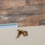 Pica-pau-do-campo, ave sul-americana, campestre e terrícola.