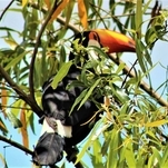 SBRR - Francisco Pascoal