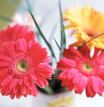 Cultive flores de outono para alegrar o ambiente