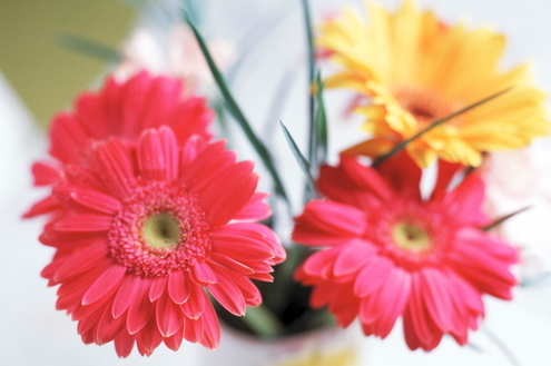 Cultive flores de outono para alegrar o ambiente