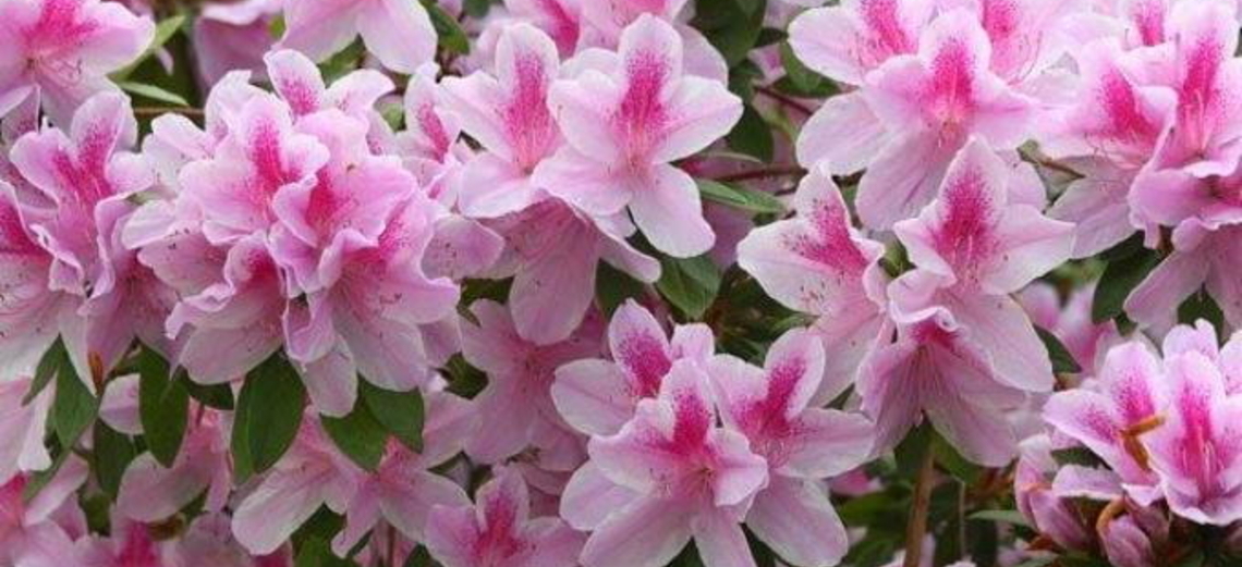 Azaleia - Flor de inverno