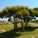 Sibipiruna - Setor Iate
