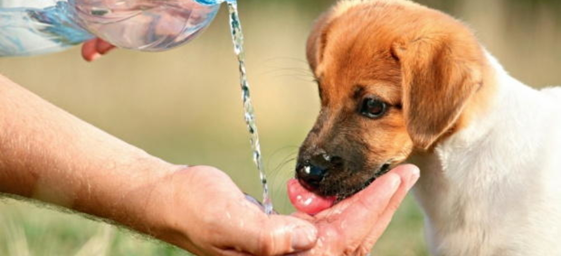 Como cuidar do seu pet no verão