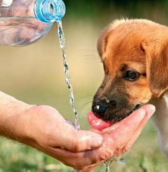 Como cuidar do seu pet no verão