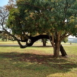 Copaiba com mangueira