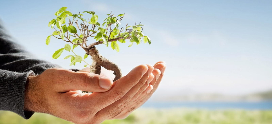 9 serviços úteis para ajudar a conservar o meio ambiente