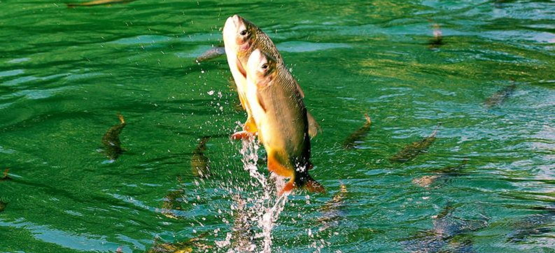 Rio Paranapanema ganha cem mil novos peixes