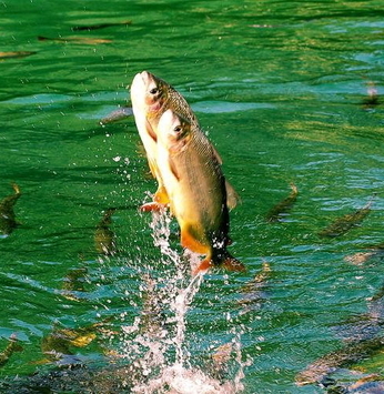 Rio Paranapanema ganha cem mil novos peixes