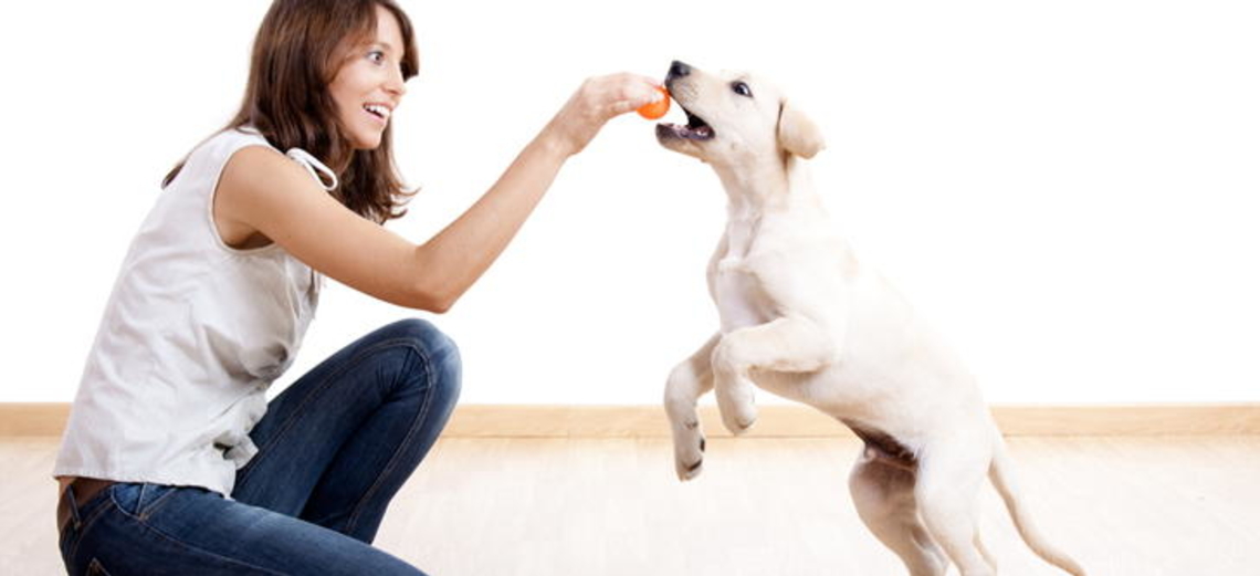 Dicas animais pra você brincar ainda mais com seu cão!