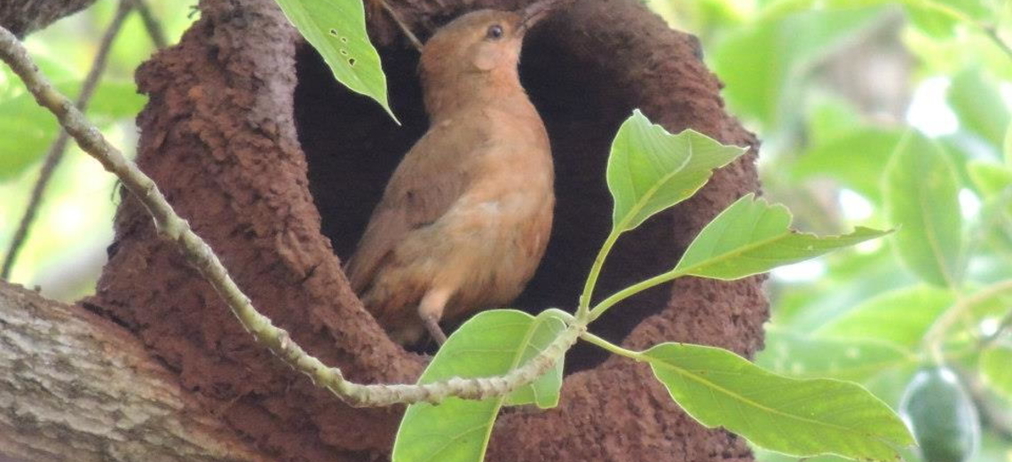 O prazer do convívio com a fauna e a flora nos empreendimentos