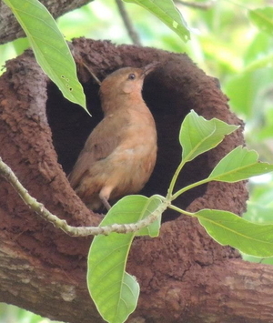 O prazer do convívio com a fauna e a flora nos empreendimentos