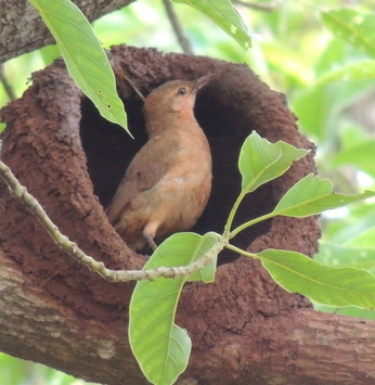 O prazer do convívio com a fauna e a flora nos empreendimentos