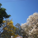 Ipês branco e amarelo