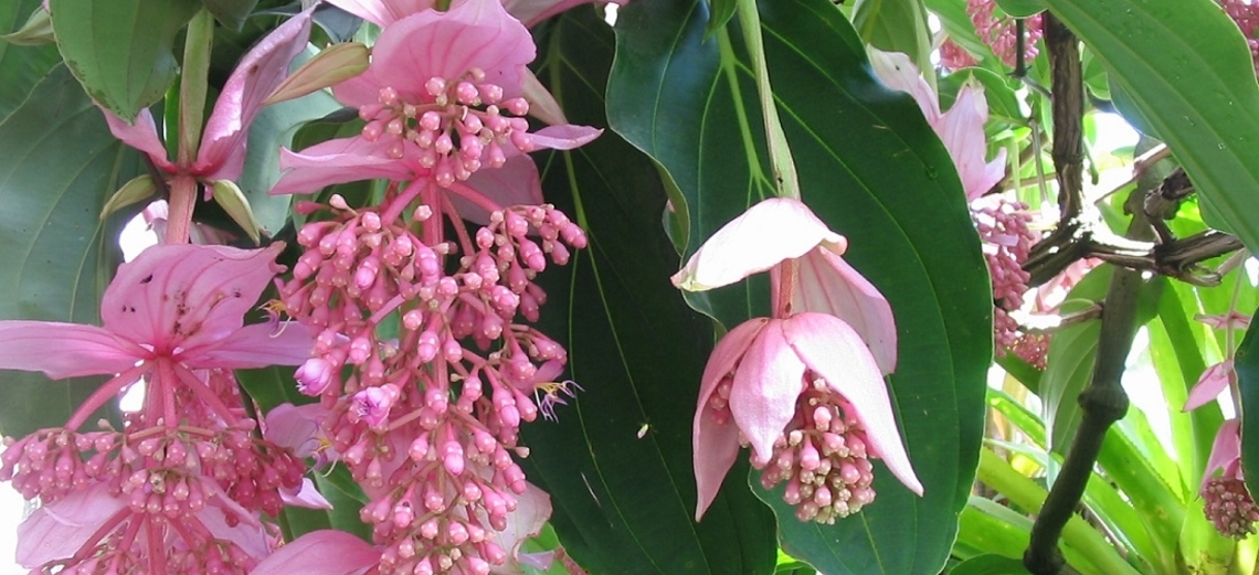 Medinilla Magnífica: a planta do momento