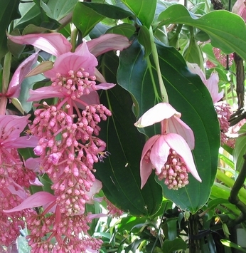 Medinilla Magnífica: a planta do momento