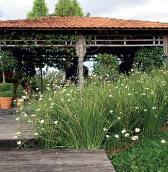 Enfeite seu jardim com moreias