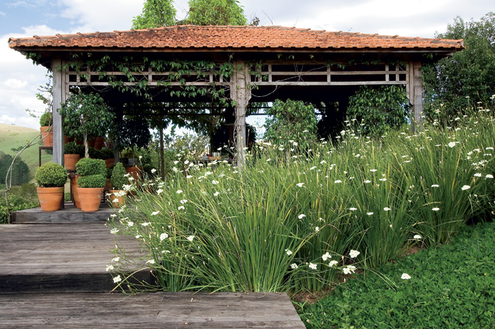 Enfeite seu jardim com moreias