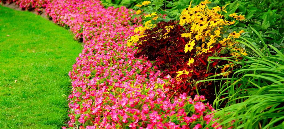 Jardins com cores fortes