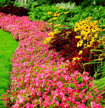 Jardins com cores fortes