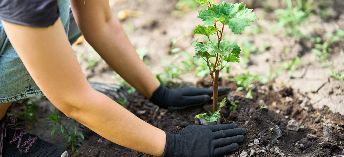 Jardim saudável com adubo natural