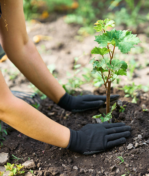 Jardim saudável com adubo natural