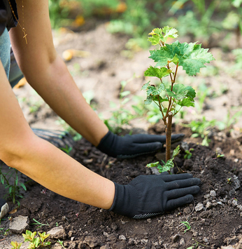 Jardim saudável com adubo natural