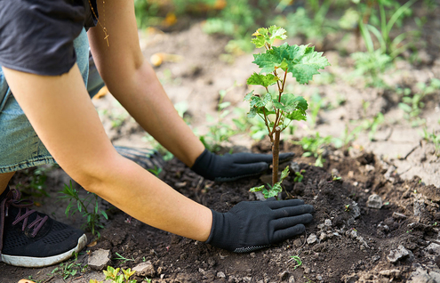 Jardim saudável com adubo natural