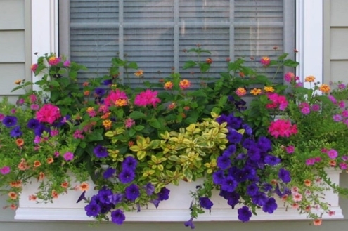 Flores na janela