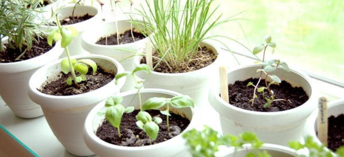 Como cultivar ervas para infusões em casa