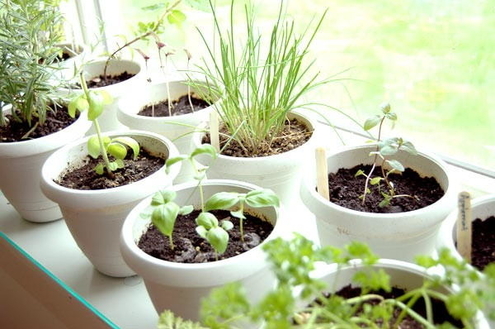 Como cultivar ervas para infusões em casa
