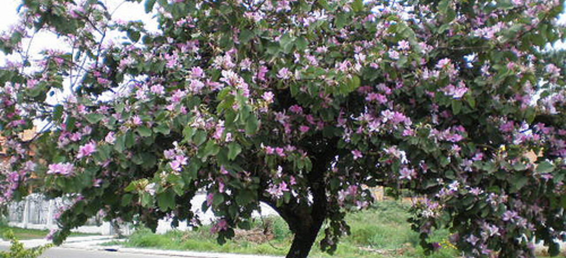 Árvores no quintal: porque nem só de flores vive o seu jardim