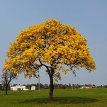 Ipê Amarelo