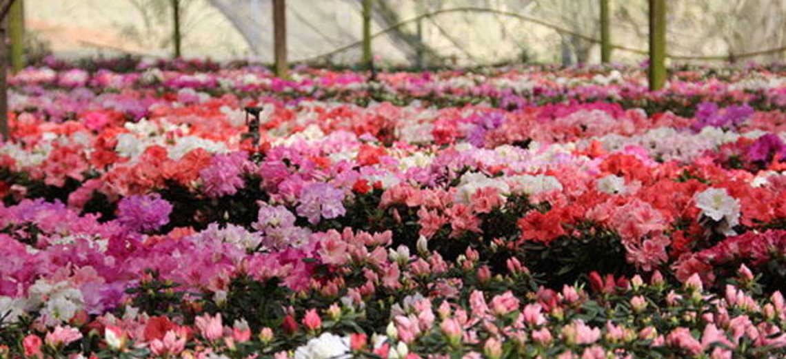 Caminho das flores e frutas em Campos de Holambra